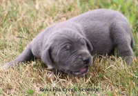 Sophie, a female Great Dane for sale in Unionville, IA – 2 of 10