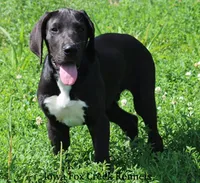 Mitzi, a male Great Dane for sale in Unionville, IA – 4 of 8