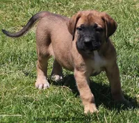 Bonnie, a female Great Dane and English Mastiff for sale in Unionville, IA – 8 of 10