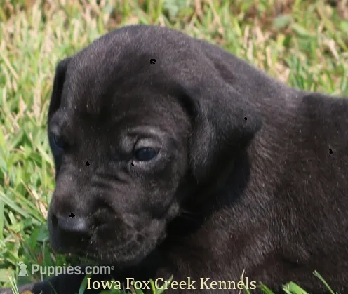 Susie – Great Dane puppy for sale in Unionville, IA