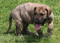 Murphy, a male Great Dane for sale in Unionville, IA – 8 of 10