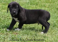 Max, a male Great Dane for sale in Unionville, IA – 3 of 10
