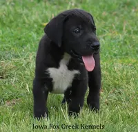 Milo, a male Great Dane for sale in Unionville, IA – 8 of 10
