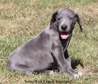 Sophie, a female Great Dane for sale in Unionville, IA – 2 of 10