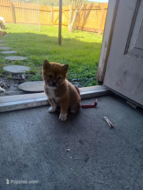 Casper – Shiba Inu puppy for sale in Fortuna, CA