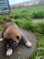 Casper, a male Shiba Inu for sale in Fortuna, CA – Photo 3 of 3