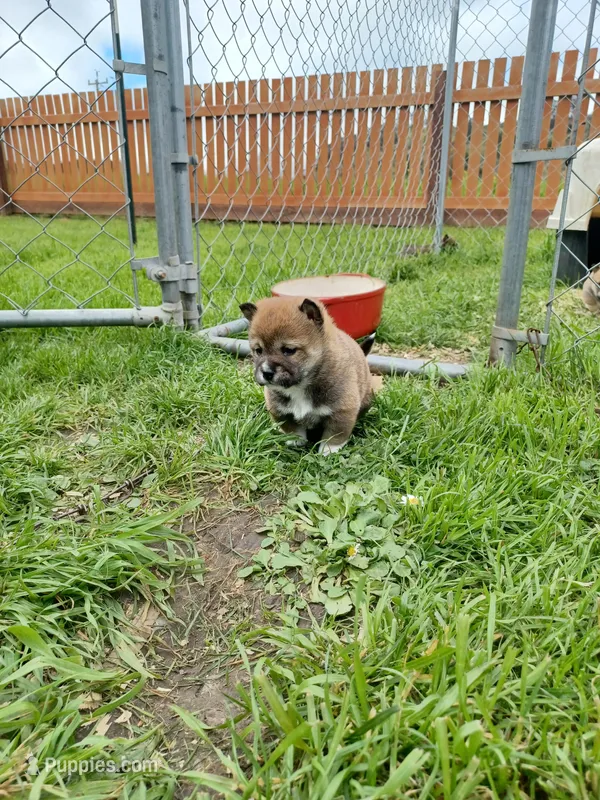Casper – Shiba Inu puppy for sale in Fortuna, CA