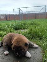 Casper, a male Shiba Inu for sale in Fortuna, CA – Photo 2 of 3