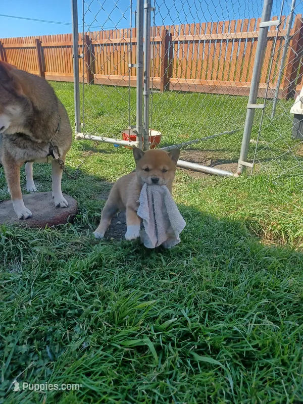 Cami – Shiba Inu puppy for sale in Fortuna, CA