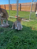 Cami, a female Shiba Inu for sale in Fortuna, CA – Photo 1 of 6