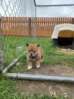 Cami, a female Shiba Inu for sale in Fortuna, CA – Photo 6 of 6