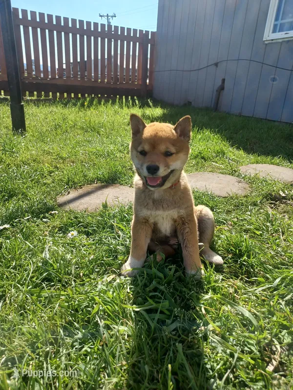 Cami, a female Shiba Inu for sale in Fortuna, CA – Photo 1 of 6