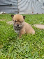 Cami, a female Shiba Inu for sale in Fortuna, CA – Photo 5 of 6