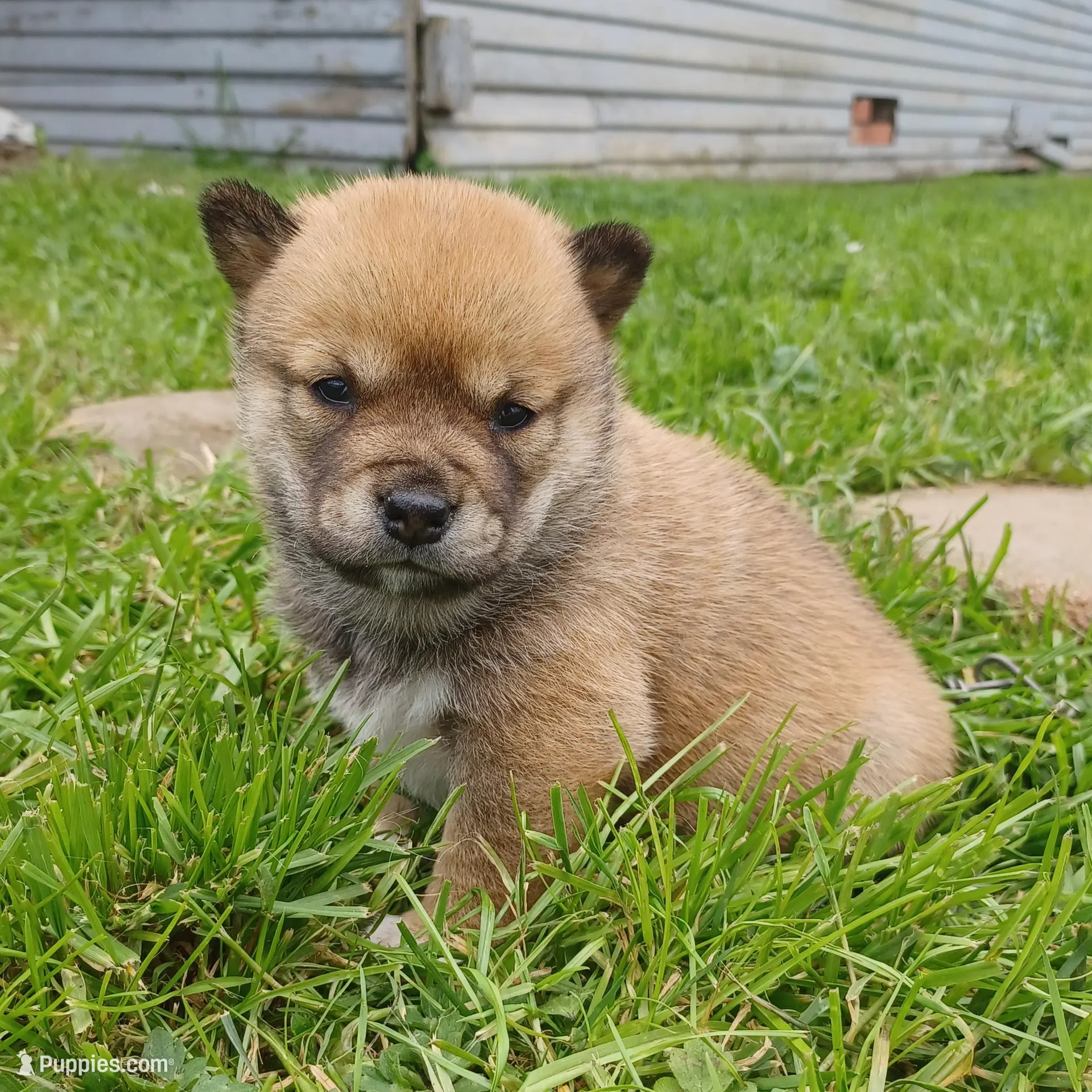 Cami – Shiba Inu puppy for sale in Fortuna, CA
