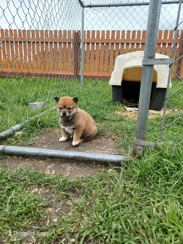 Cami – Shiba Inu puppy for sale in Fortuna, CA