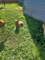 Cami, a female Shiba Inu for sale in Fortuna, CA – Photo 2 of 6