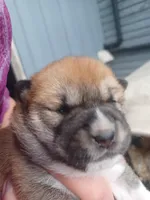 Cami, a female Shiba Inu for sale in Fortuna, CA – Photo 1 of 2