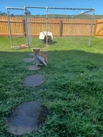 Cami, a female Shiba Inu for sale in Fortuna, CA – Photo 2 of 6