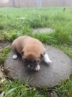 Cami, a female Shiba Inu for sale in Fortuna, CA – Photo 2 of 2