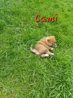 Cami, a female Shiba Inu for sale in Fortuna, CA – Photo 3 of 6