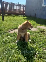 Cami, a female Shiba Inu for sale in Fortuna, CA – Photo 5 of 6