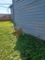 Cami, a female Shiba Inu for sale in Fortuna, CA – Photo 6 of 6