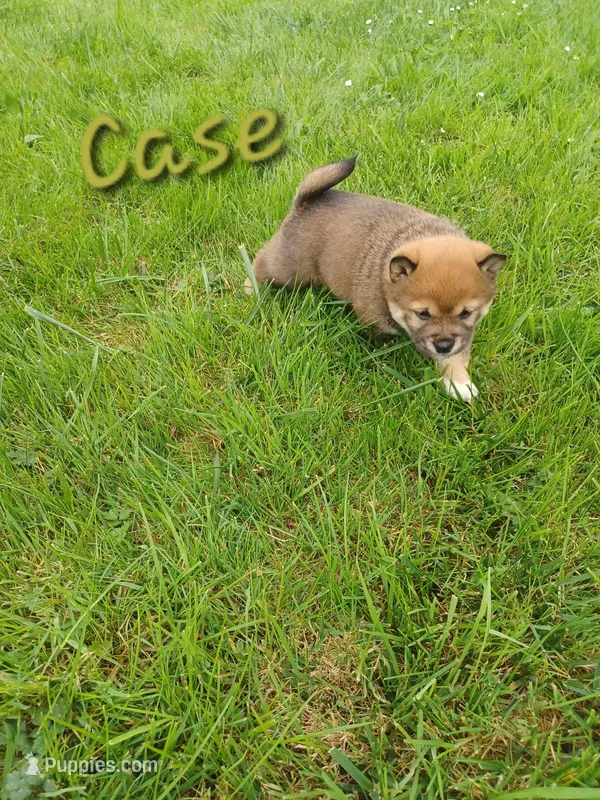 Case – Shiba Inu puppy for sale in Fortuna, CA