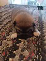 Case, a male Shiba Inu for sale in Fortuna, CA – Photo 2 of 2