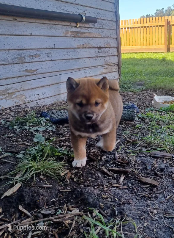 Case – Shiba Inu puppy for sale in Fortuna, CA
