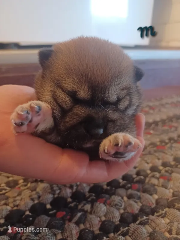 Case, a male Shiba Inu for sale in Fortuna, CA – Photo 1 of 2