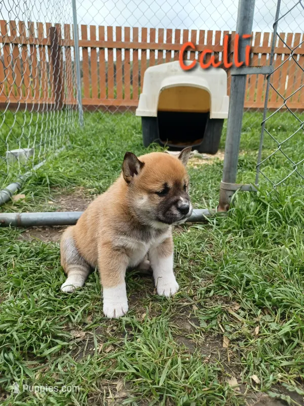 Calli – Shiba Inu puppy for sale in Fortuna, CA
