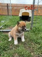 Calli, a female Shiba Inu for sale in Fortuna, CA – Photo 3 of 5