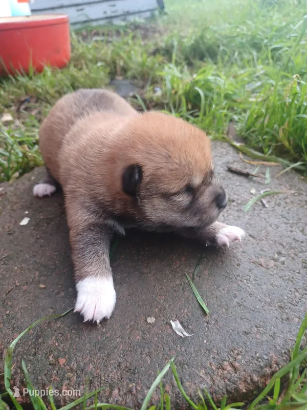 Calli, a female Shiba Inu for sale in Fortuna, CA – Photo 1 of 2