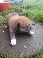 Calli, a female Shiba Inu for sale in Fortuna, CA – Photo 1 of 2
