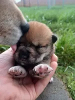 Calli, a female Shiba Inu for sale in Fortuna, CA – Photo 2 of 2