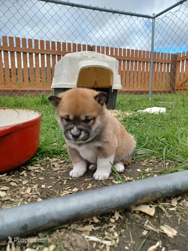 Calli – Shiba Inu puppy for sale in Fortuna, CA