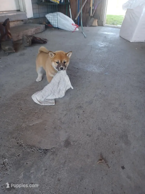 Calli – Shiba Inu puppy for sale in Fortuna, CA