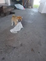 Calli, a female Shiba Inu for sale in Fortuna, CA – Photo 1 of 5