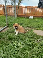 Calli, a female Shiba Inu for sale in Fortuna, CA – Photo 5 of 5