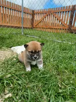 Calli, a female Shiba Inu for sale in Fortuna, CA – Photo 4 of 5