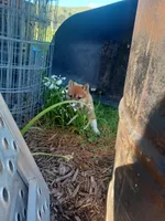 Calli, a female Shiba Inu for sale in Fortuna, CA – Photo 2 of 5