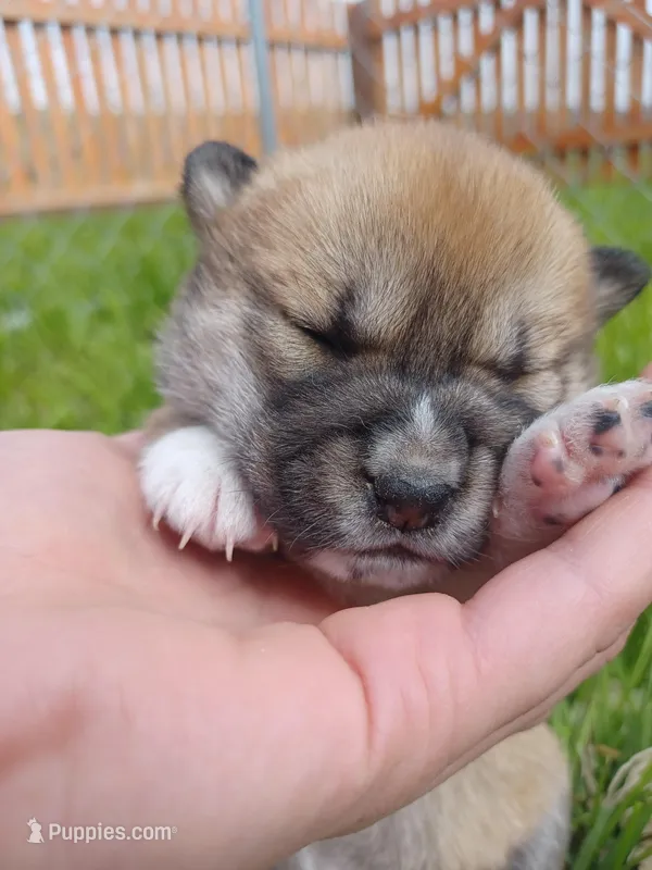 Calli – Shiba Inu puppy for sale in Fortuna, CA