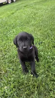 Daisy, a female Labrador Retriever and Goldador for sale in Camden, IN – 4 of 5