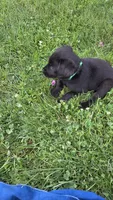 Willow, a female Labrador Retriever and Goldador for sale in Camden, IN – 4 of 5