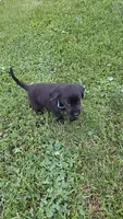 Cooper, a male Labrador Retriever and Goldador for sale in Camden, IN – 3 of 4