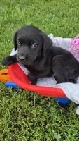 Willow, a female Labrador Retriever and Goldador for sale in Camden, IN – 5 of 5