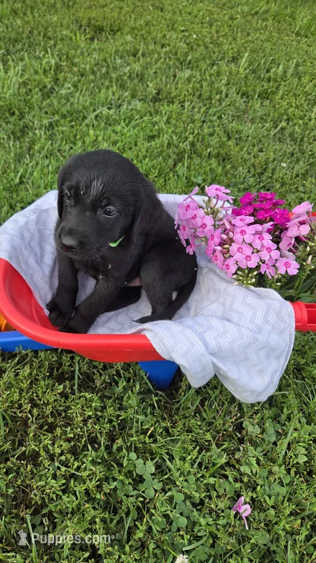 Lilly  – Labrador Retriever, Goldador puppy for sale in Camden, IN