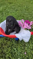 Lilly , a female Labrador Retriever and Goldador for sale in Camden, IN – 1 of 5