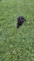 Max, a male Labrador Retriever and Goldador for sale in Camden, IN – 3 of 6