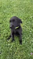 Hazel, a female Labrador Retriever and Goldador for sale in Camden, IN – 5 of 6